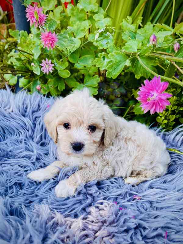 Maltipoo - foto 3