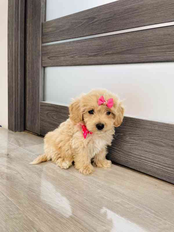 Maltipoo - foto 6