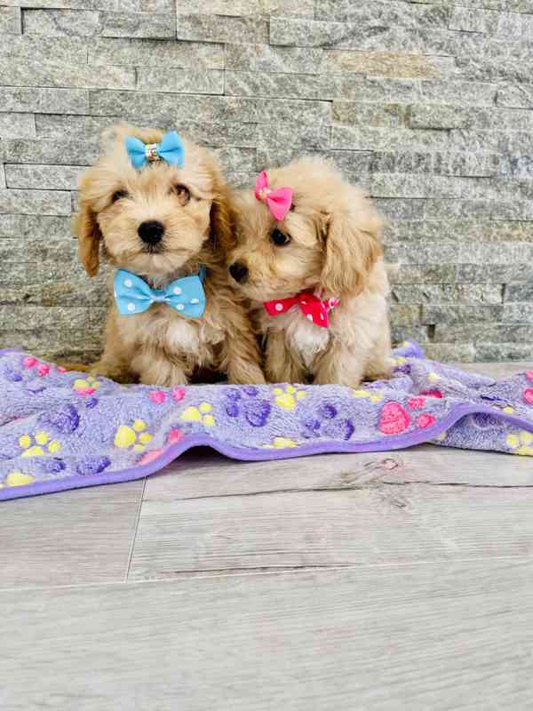 Maltipoo - foto 2