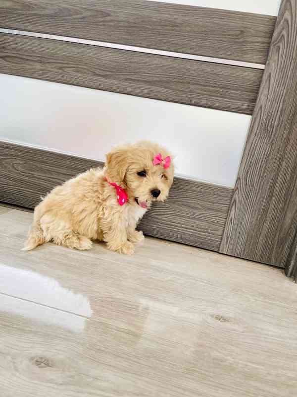 Maltipoo - foto 4