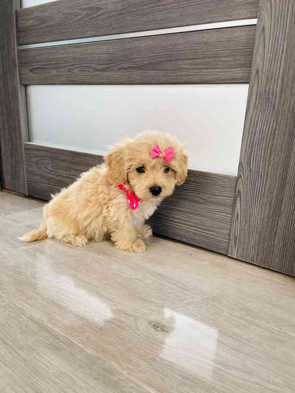 Maltipoo - foto 5