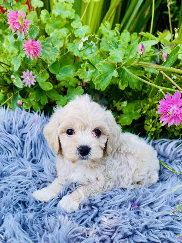 Maltipoo - foto 2