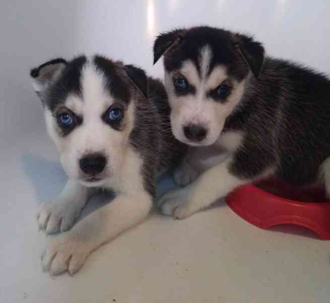 Stenata Sibirskeho Huskyho K Adopci Bazar Hyperinzerce Cz