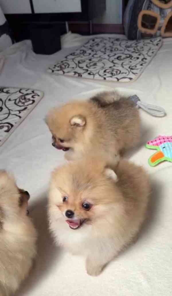 Pet Pomeranian Zwergspitz Welpe