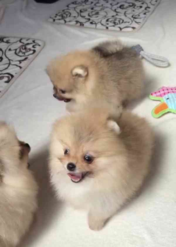 Pet Pomeranian Zwergspitz Welpe - foto 2