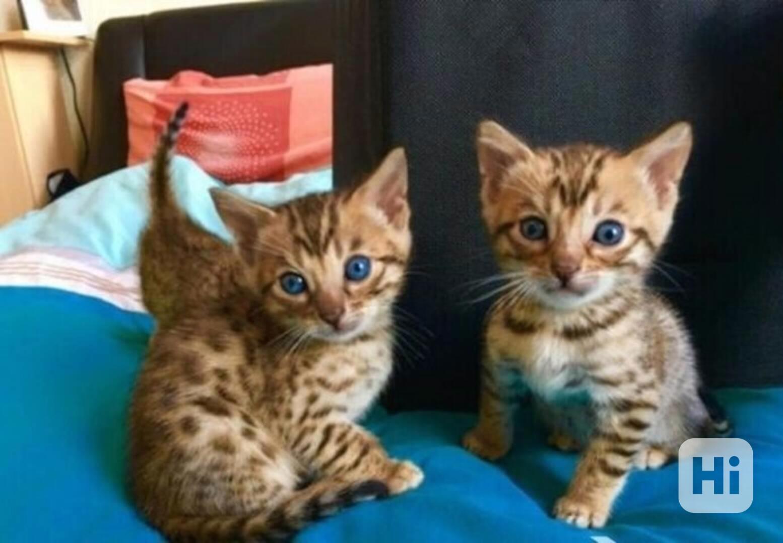 Bengálská koťata - foto 1