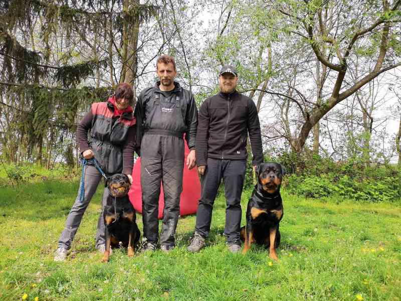 Rotvajler štěňátka k odběru poslední volná fenka a pejsek - foto 6