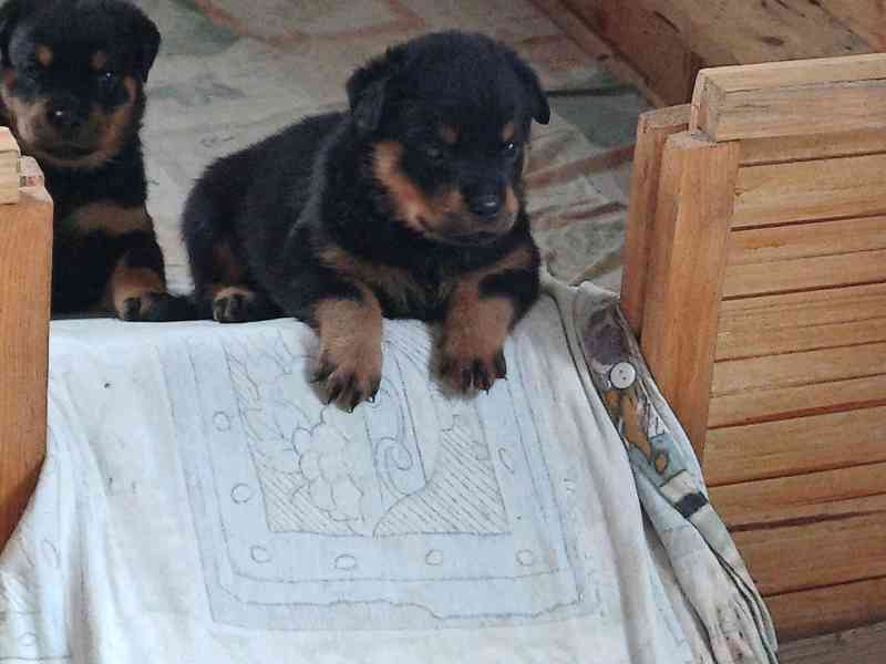 Rotvajler štěňátka k odběru poslední volná fenka a pejsek - foto 9