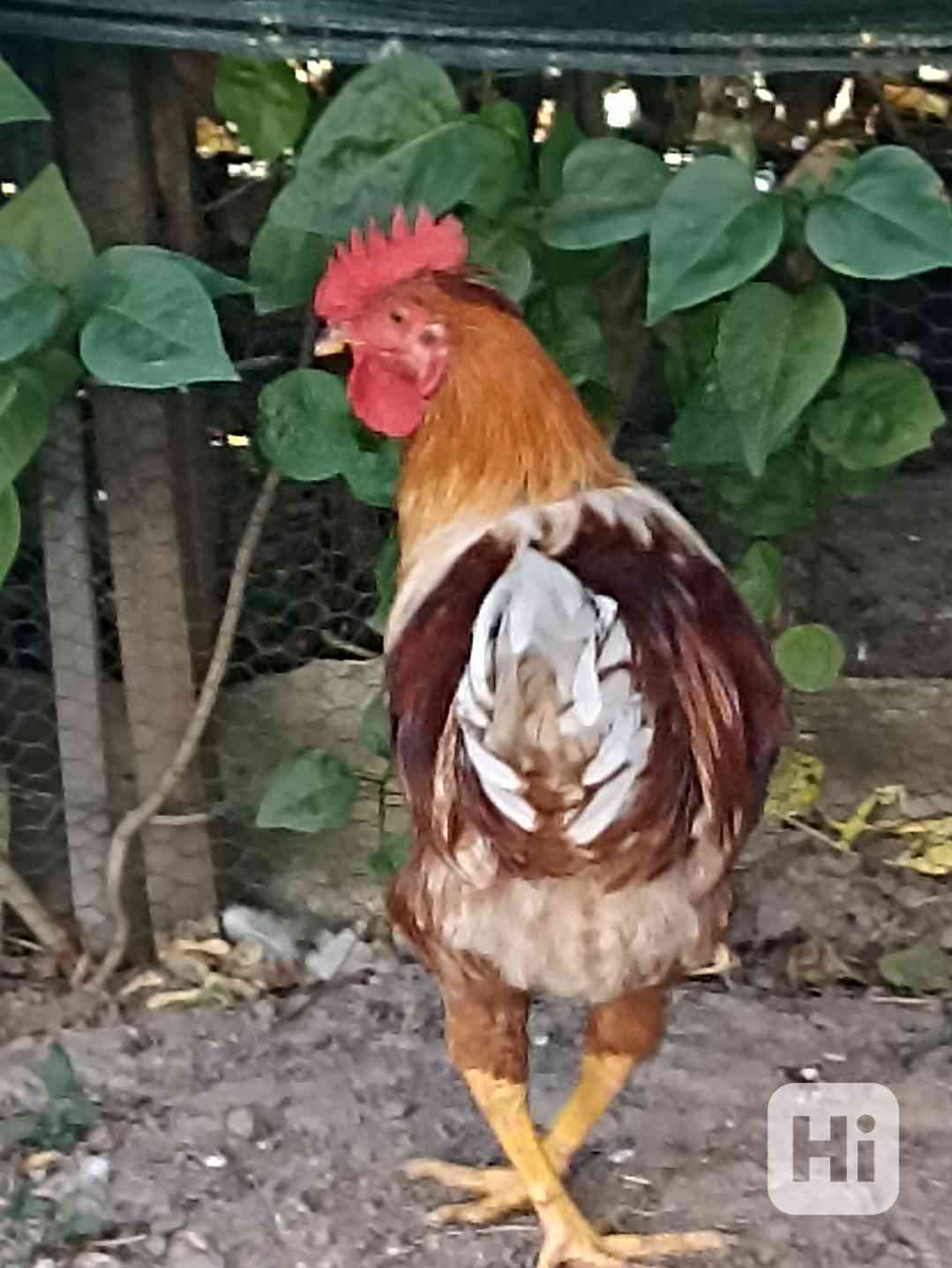 Kohout - foto 1