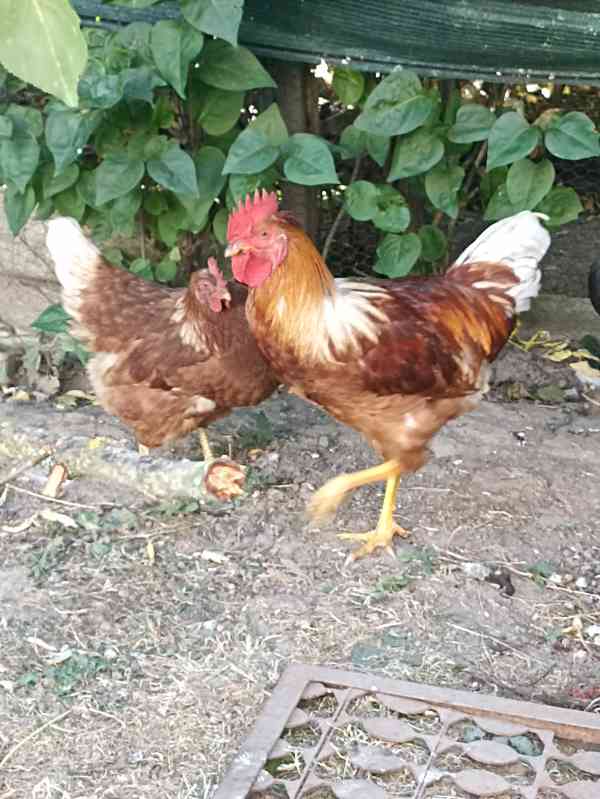Kohout - foto 2
