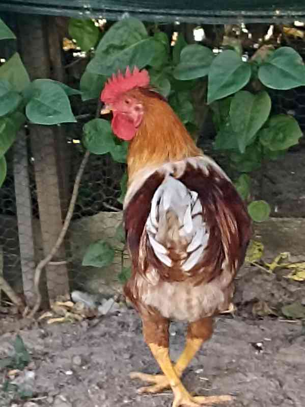Kohout - foto 1