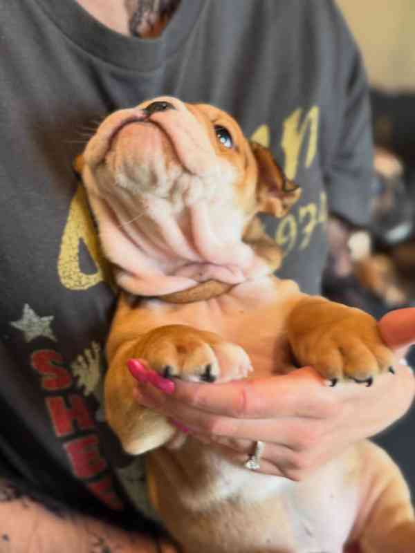 Anglický buldok k adopci/prodej - foto 1