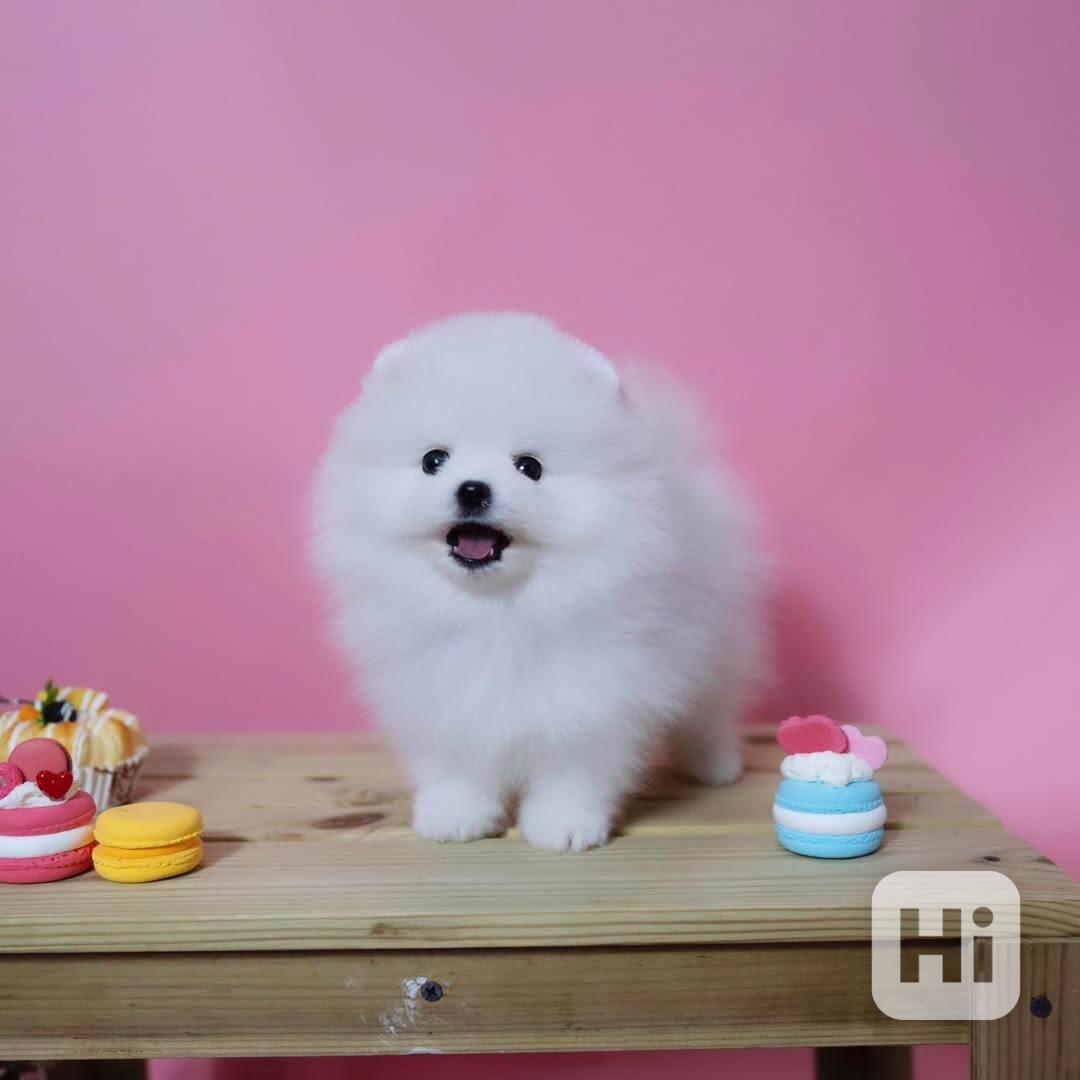 Nádherná štěňata mini pomeranianů – vychovaná s láskou - foto 1