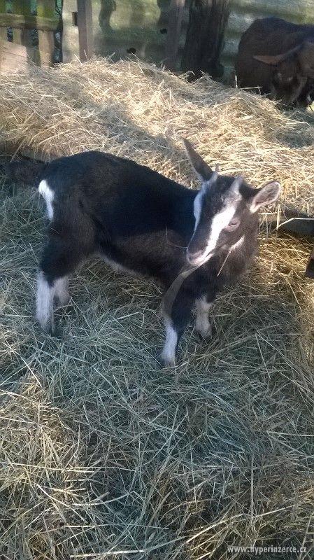 Prodej kůzlat - foto 1