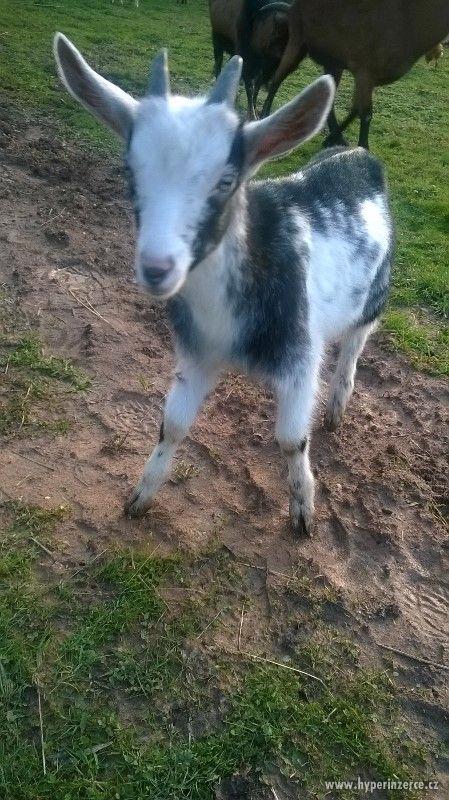 Prodej kůzlat - foto 2