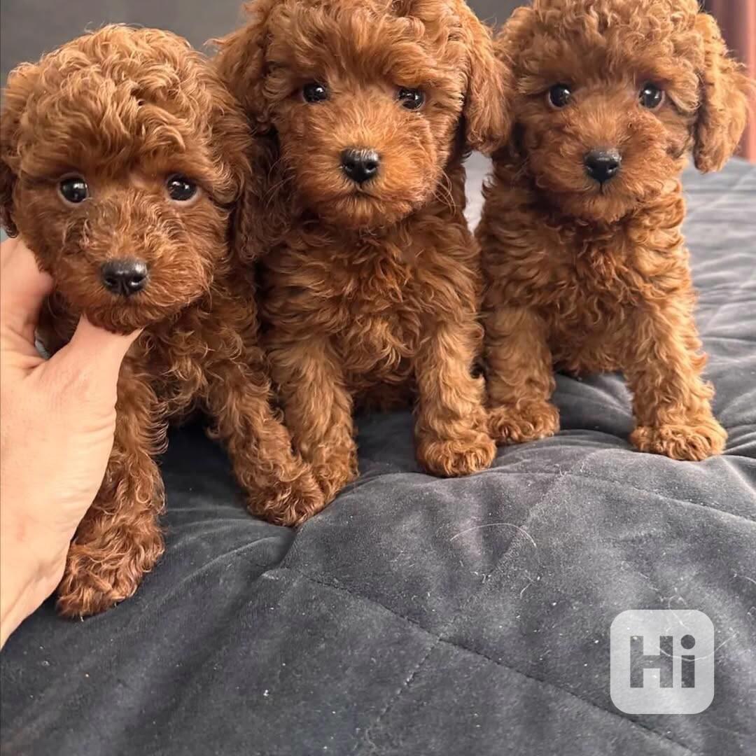 K dispozici krásná štěňata toy pudla. - foto 1