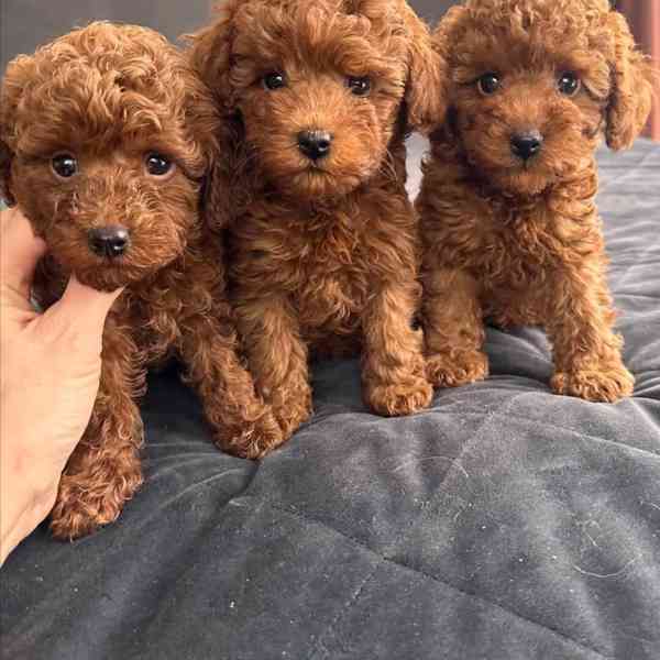 K dispozici krásná štěňata toy pudla.