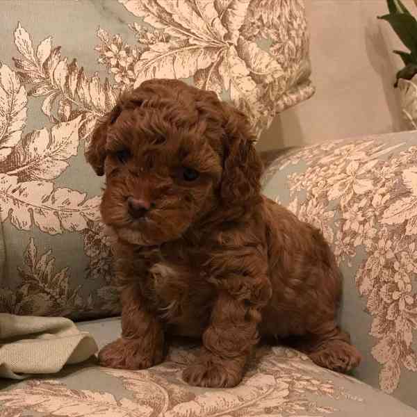 K dispozici krásná štěňata toy pudla. - foto 4