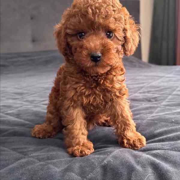 K dispozici krásná štěňata toy pudla. - foto 2