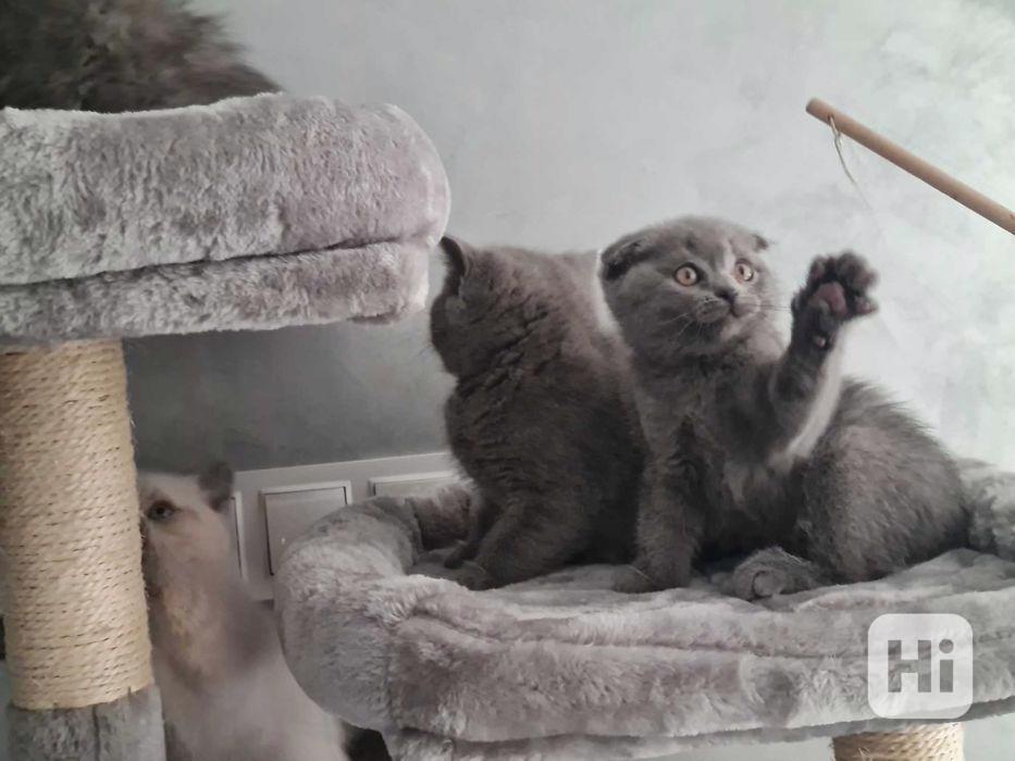 Krásná britská krátkosrstá koťátka k adopci - foto 1
