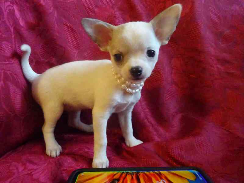 Nabízím štěňátko čivava bez PP, fenečka krátkosrstá. - foto 4