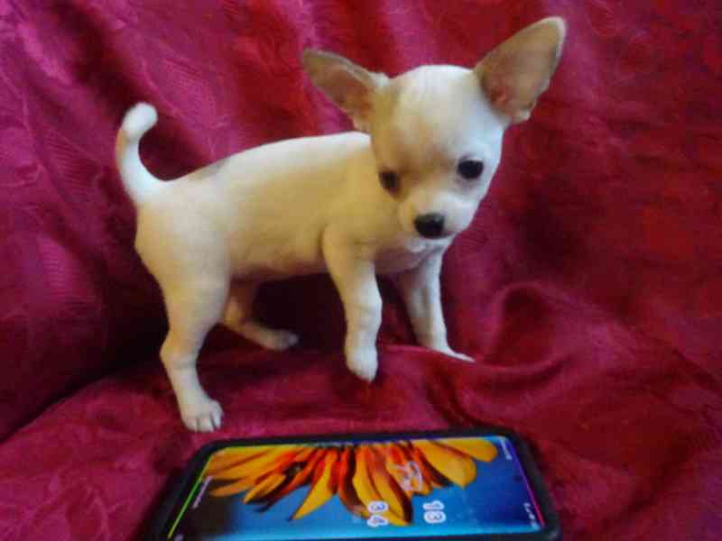 Nabízím štěňátko čivava bez PP, fenečka krátkosrstá. - foto 5