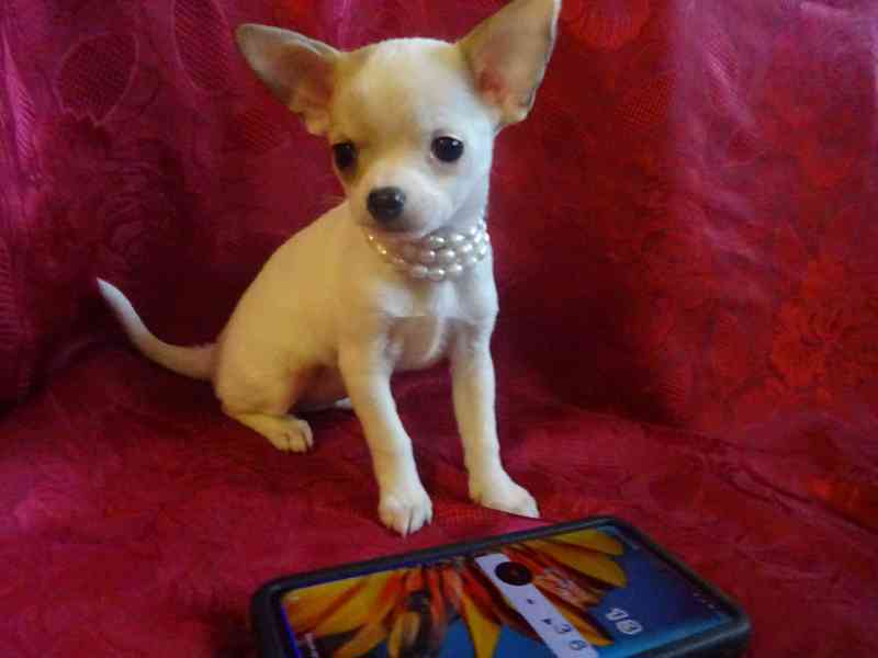 Nabízím štěňátko čivava bez PP, fenečka krátkosrstá. - foto 3