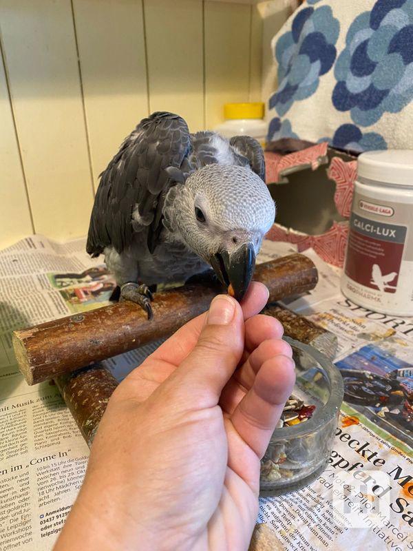 Papoušci šedí konžští - foto 1