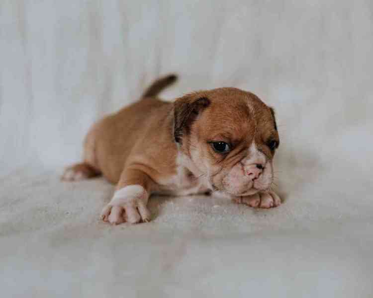 Staroanglický buldok, old English bulldog - foto 7