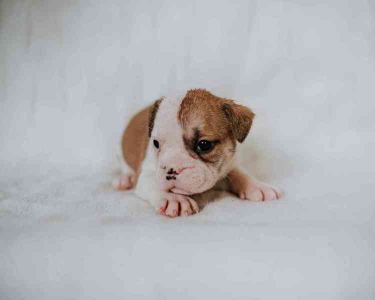 Staroanglický buldok, old English bulldog - foto 1