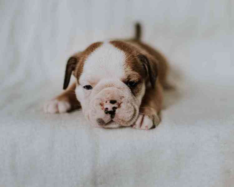 Staroanglický buldok, old English bulldog - foto 5