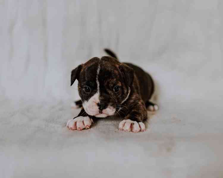 Staroanglický buldok, old English bulldog - foto 6