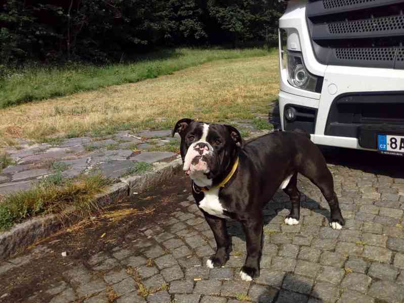 Staroanglický buldok, old English bulldog - foto 11