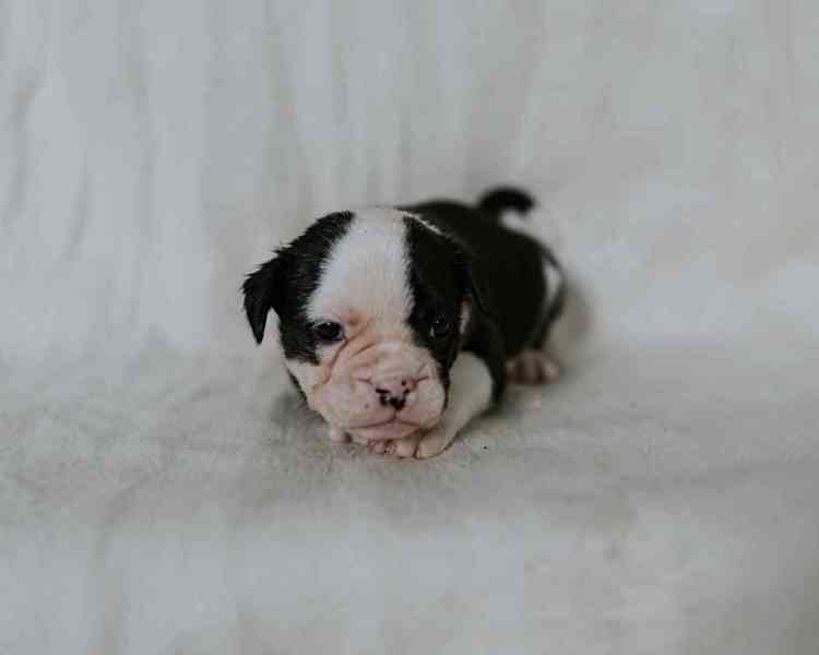 Staroanglický buldok, old English bulldog - foto 8