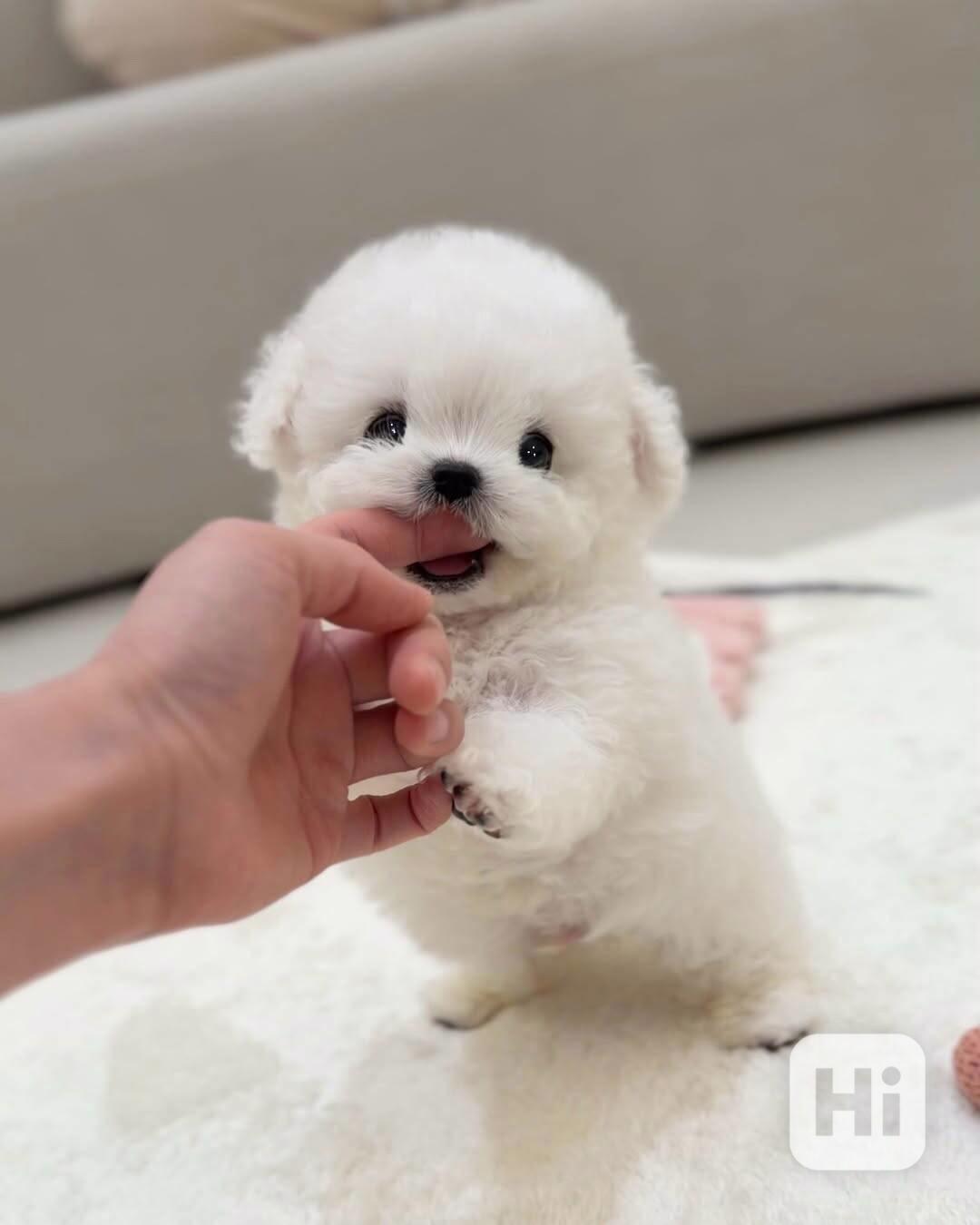 Mini bišonek, na kterého nezapomenete — Podo 🍇 S osobností  - foto 1