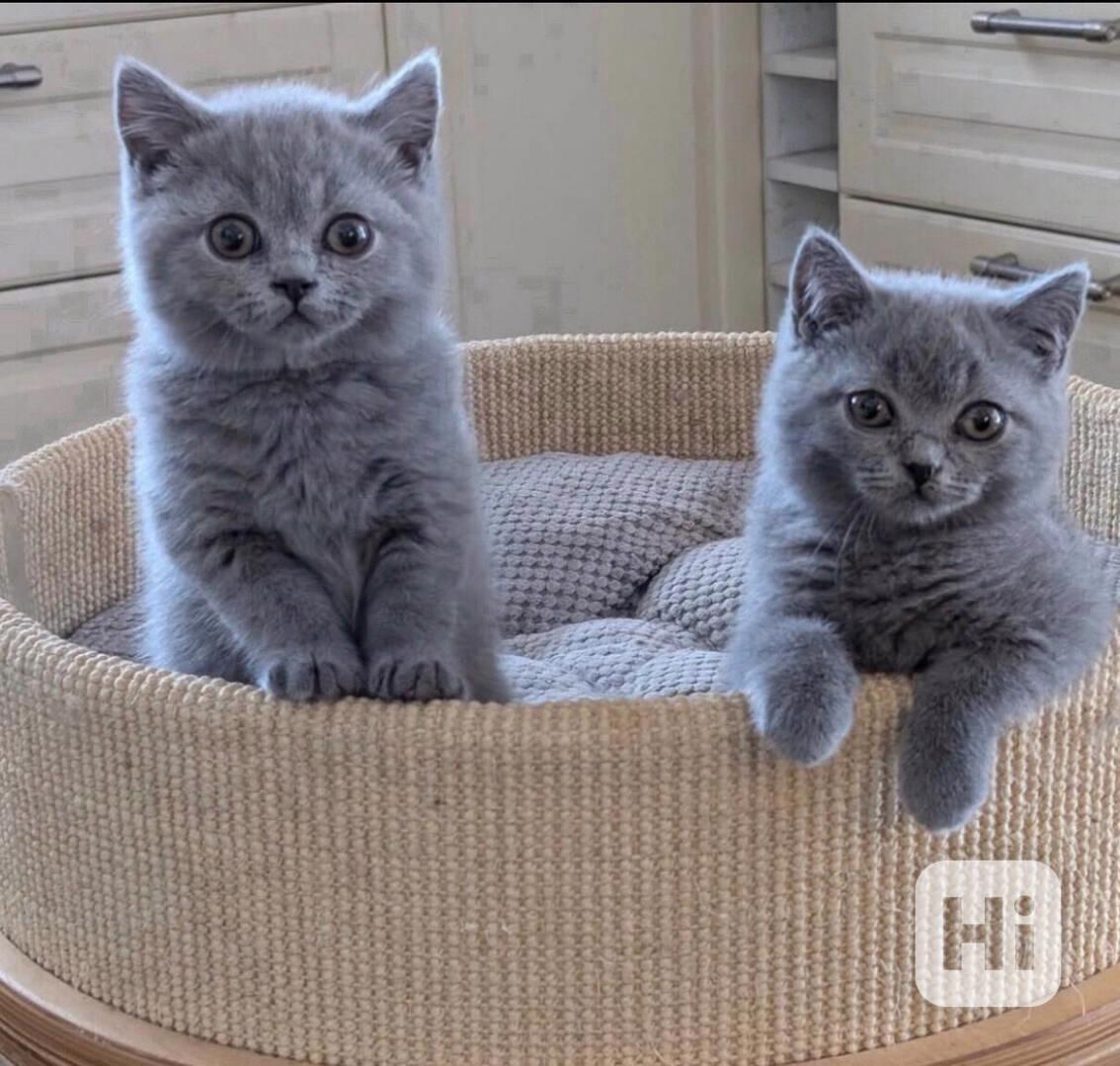 Inteligentní koťátka britské krátkosrsté šelmy k adopci.  - foto 1