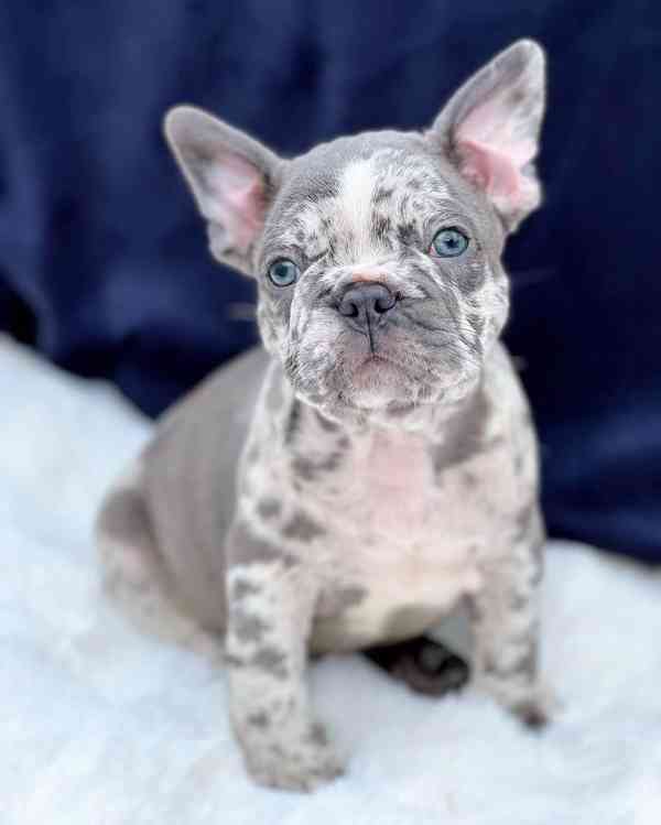 ****Francouzští buldoci ~ Světle plavá fena ~ Registrováno v