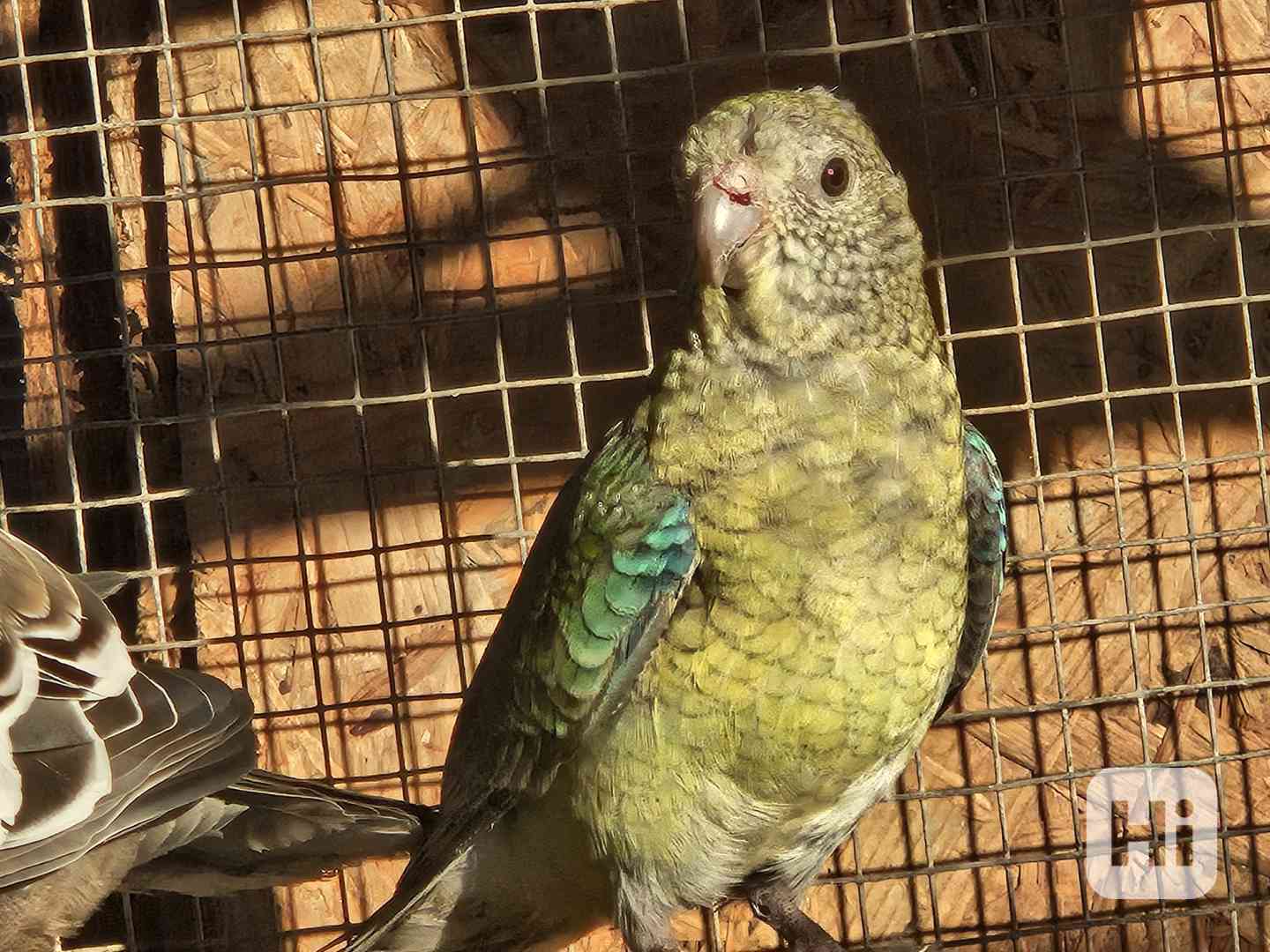 Papoušek zpěvavý  - foto 1