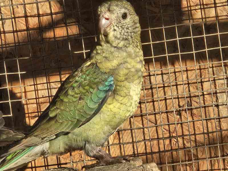 Papoušek zpěvavý  - foto 5
