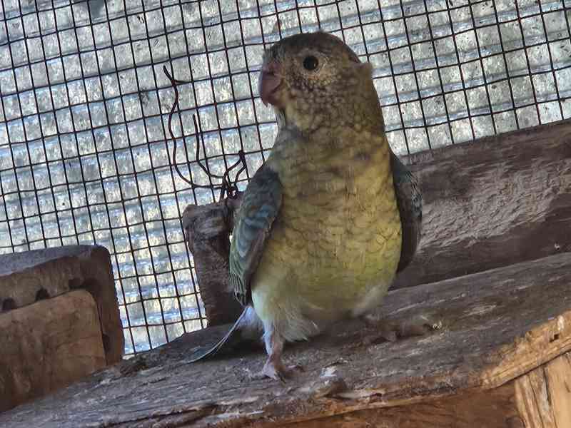 Papoušek zpěvavý  - foto 4