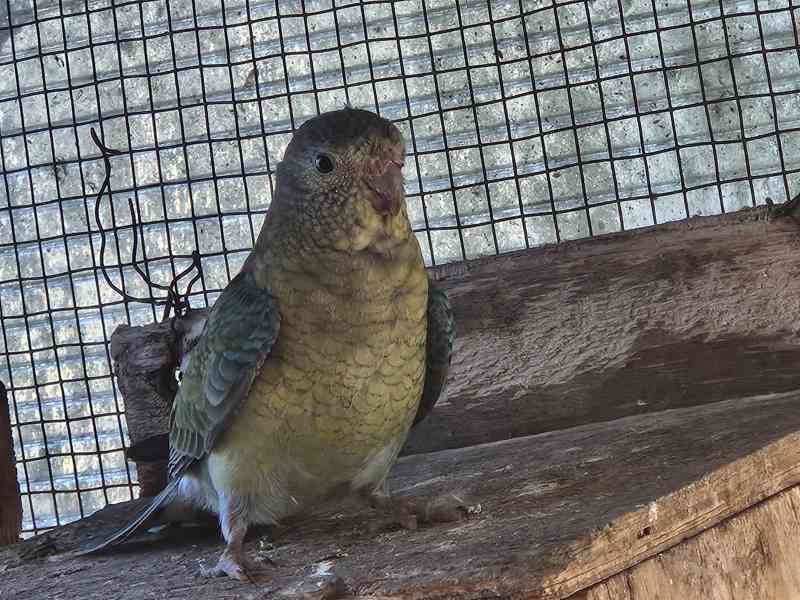 Papoušek zpěvavý  - foto 3