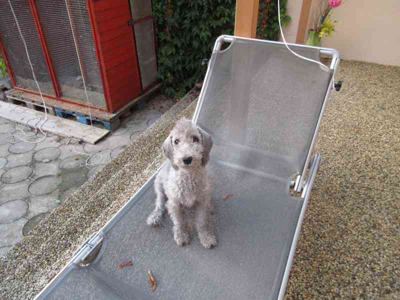 Bedlington Terrier - foto 3