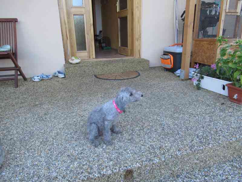 Bedlington Terrier - foto 4