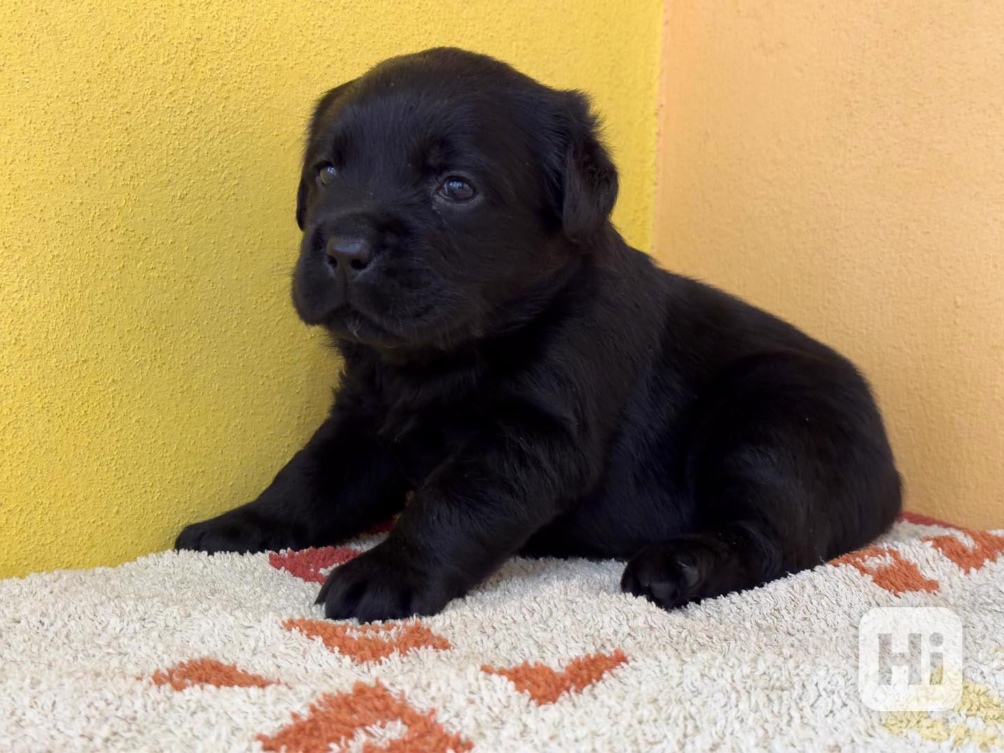 Labrador retriever - foto 1