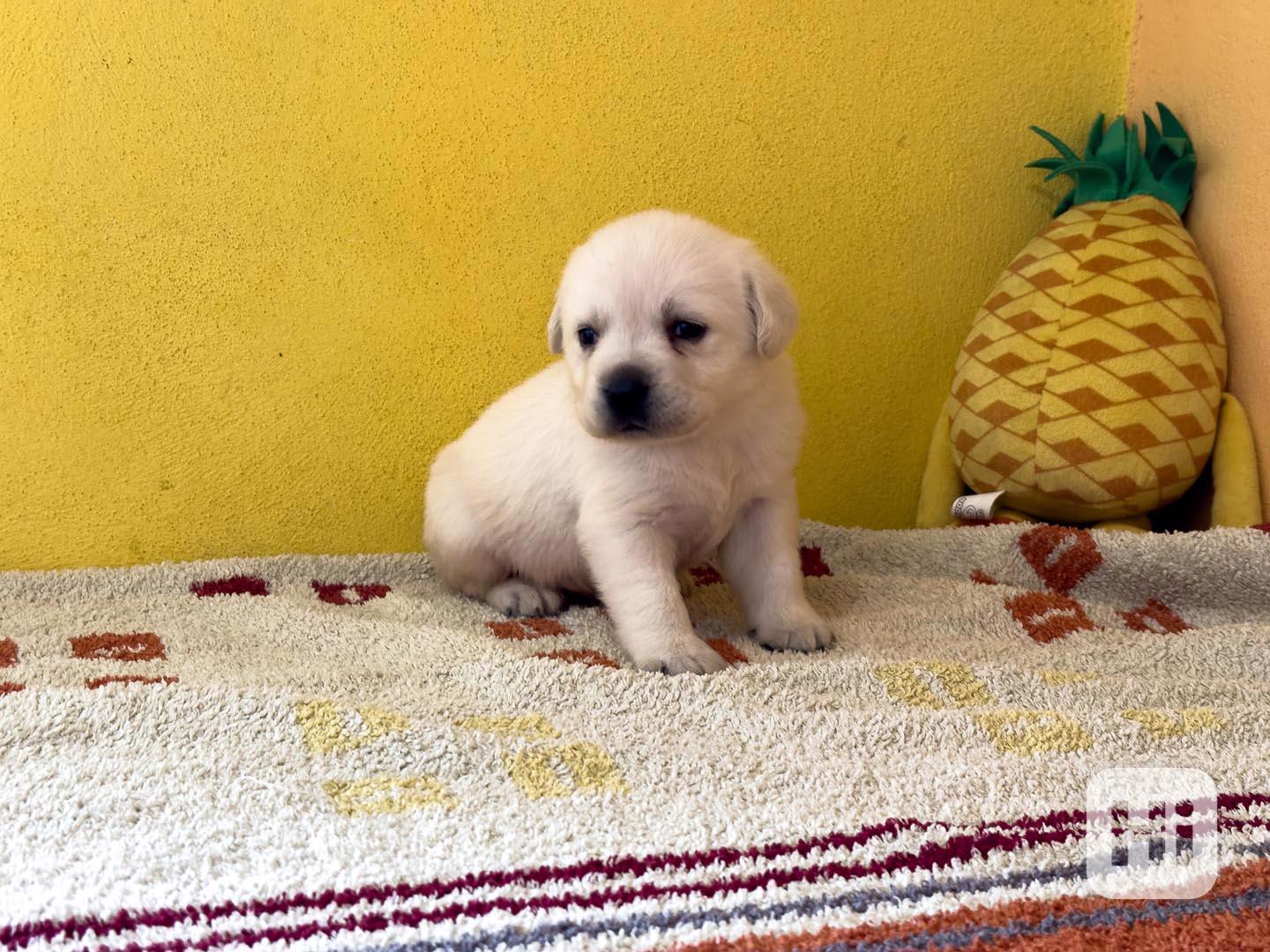 Labrador retriever - foto 1