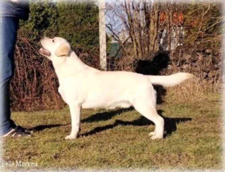 Labrador retriever - foto 6