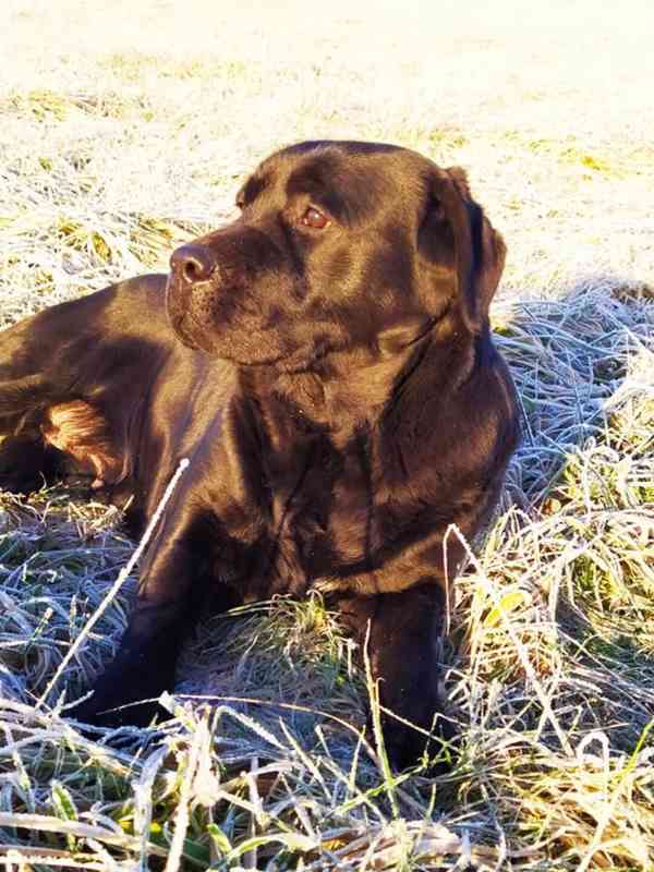 Labrador retriever - foto 5