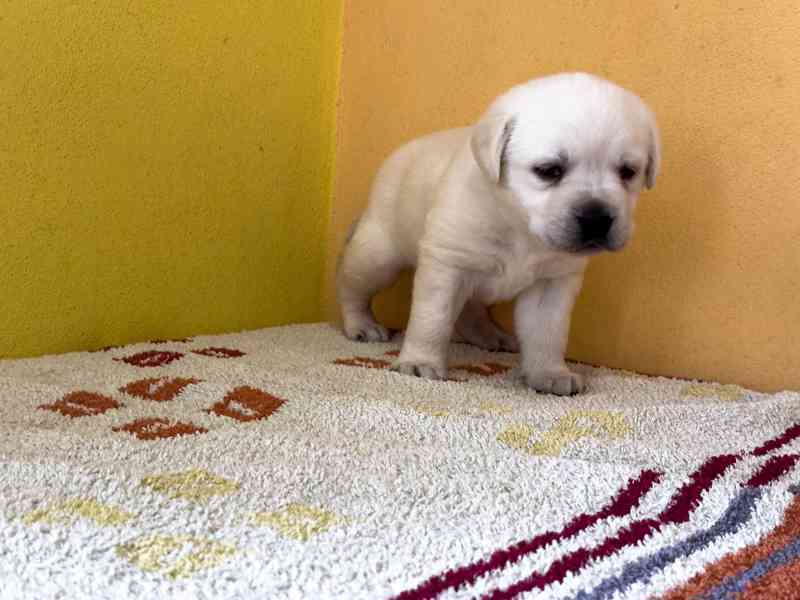 Labrador retriever - foto 2