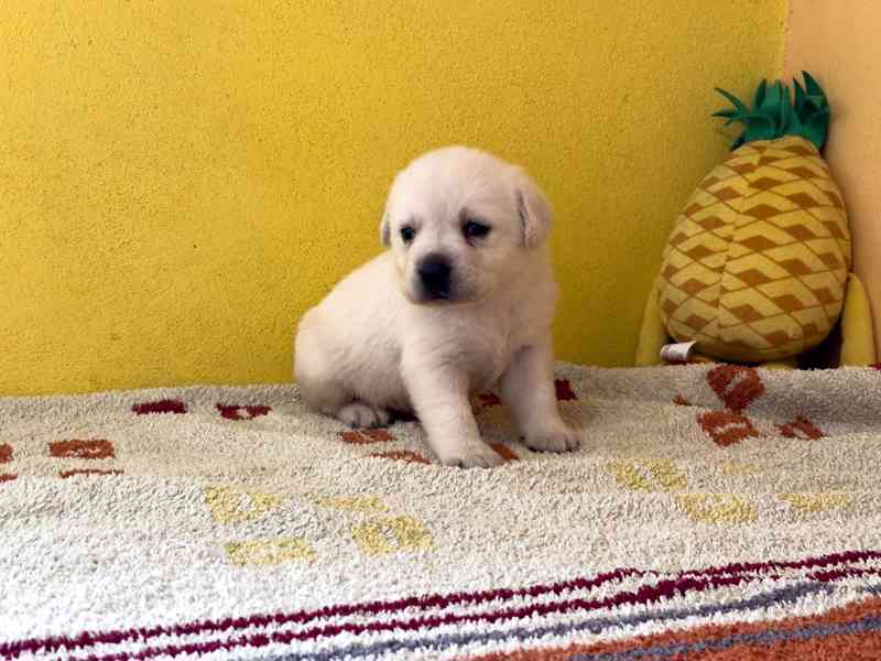 Labrador retriever - foto 4