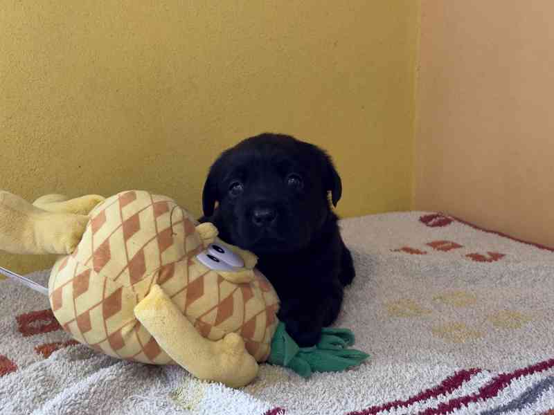 Labrador retriever - foto 3